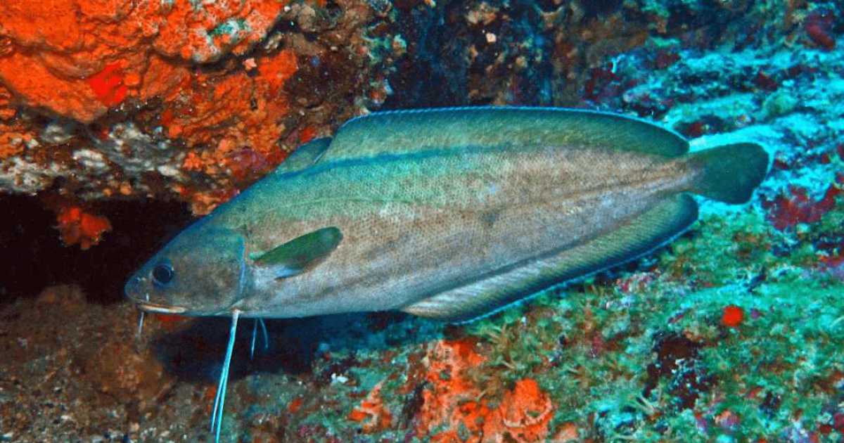Dalla "moscia" allo "sciummo": ecco i pesci rari e particolari che vivono nel mare barese